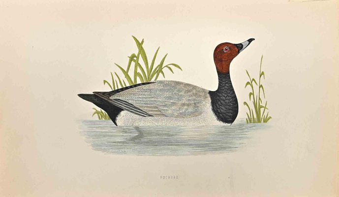 Alexander Francis Lydon, Pochard, Woodcut Print, 1870-ZCI-1405047