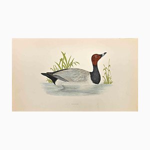 Alexander Francis Lydon, Pochard, Woodcut Print, 1870-ZCI-1405047