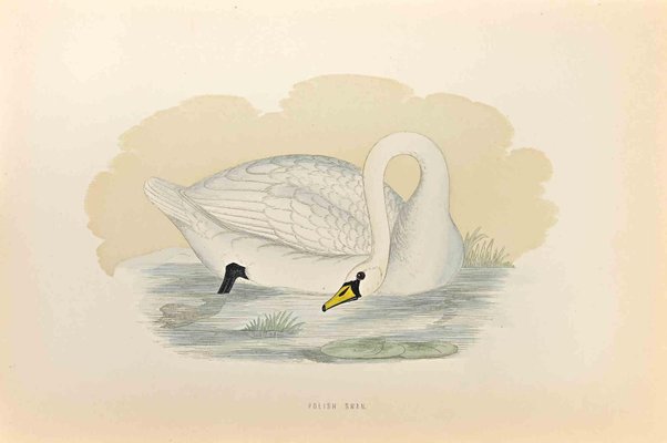 Alexander Francis Lydon, Polish Swan, Woodcut Print, 1870-ZCI-1404994