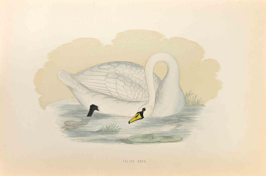 Alexander Francis Lydon, Polish Swan, Woodcut Print, 1870