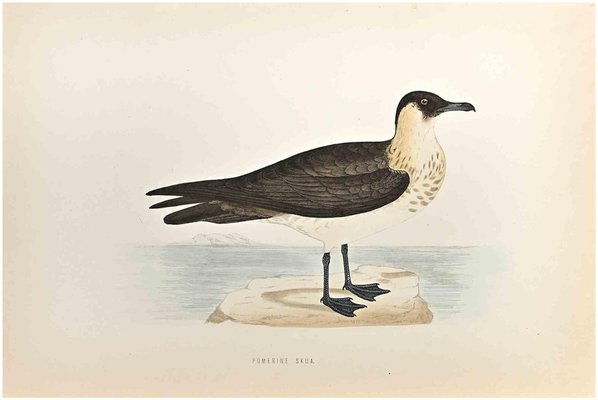 Alexander Francis Lydon, Pomerine Skua, Woodcut Print, 1870-ZCI-1759147