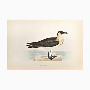 Alexander Francis Lydon, Pomerine Skua, Woodcut Print, 1870-ZCI-1759147