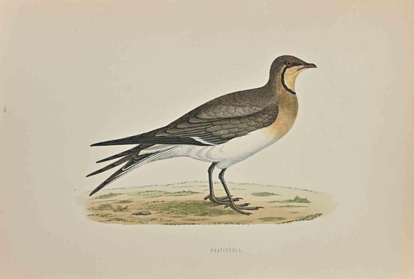 Alexander Francis Lydon, Pratincole, Woodcut Print, 1870-ZCI-1372518