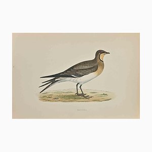 Alexander Francis Lydon, Pratincole, Woodcut Print, 1870-ZCI-1372518