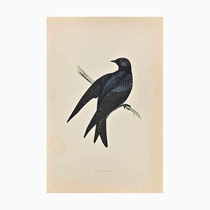 Alexander Francis Lydon, Purple Martin, Woodcut Print, 1870-ZCI-1759061