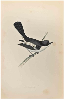 Alexander Francis Lydon, Red-Breasted Pied Flycatcher, Woodcut Print, 1870-ZCI-1759003