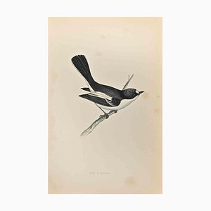 Alexander Francis Lydon, Red-Breasted Pied Flycatcher, Woodcut Print, 1870-ZCI-1759003