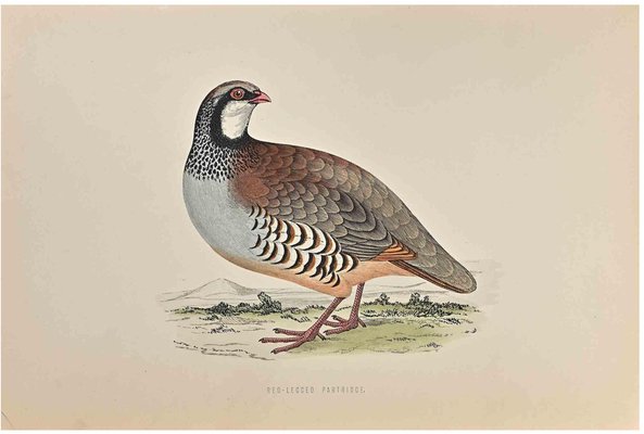 Alexander Francis Lydon, Red-Legged Patridge, Woodcut Print, 1870-ZCI-1758934