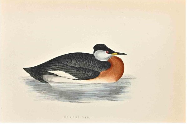 Alexander Francis Lydon, Red-Necked Grebe, Woodcut Print, 1870-ZCI-1759097