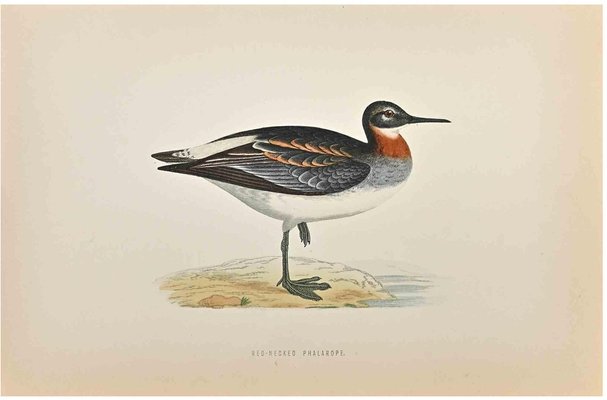 Alexander Francis Lydon, Red-Necked Phalarope, Woodcut Print, 1870-ZCI-1759072