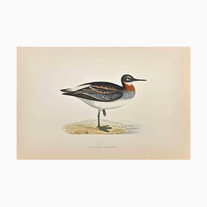 Alexander Francis Lydon, Red-Necked Phalarope, Woodcut Print, 1870-ZCI-1759072