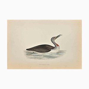 Alexander Francis Lydon, Red-Throated Diver, Woodcut Print, 1870-ZCI-1758976