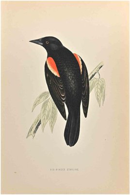 Alexander Francis Lydon, Red-Winged Starling, Woodcut Print, 1870-ZCI-1759023