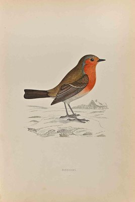 Alexander Francis Lydon, Redbreast, Woodcut Print, 1870-ZCI-2025083