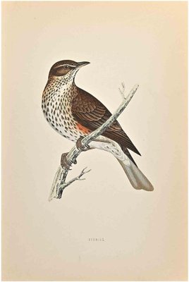 Alexander Francis Lydon, Redwing, Woodcut Print, 1870-ZCI-1758999