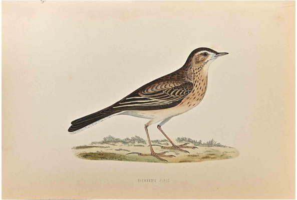 Alexander Francis Lydon, Richard's Pipit, Woodcut Print, 1870-ZCI-1759020