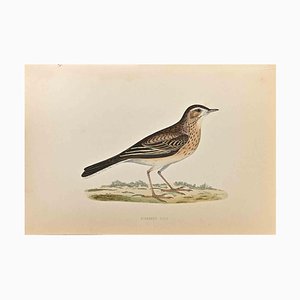 Alexander Francis Lydon, Richard's Pipit, Woodcut Print, 1870-ZCI-1759020