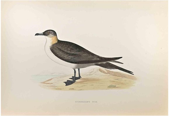 Alexander Francis Lydon, Richardson's Skua, Woodcut Print, 1870-ZCI-1759053