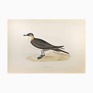 Alexander Francis Lydon, Richardson's Skua, Woodcut Print, 1870-ZCI-1759053