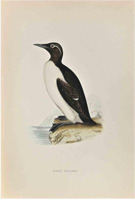 Alexander Francis Lydon, Ringed Guillemot, Woodcut Print, 1870-ZCI-1759133