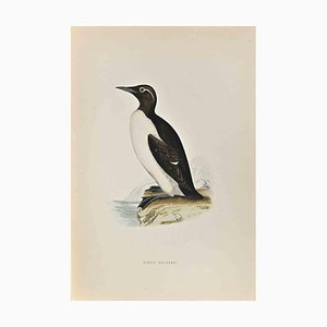 Alexander Francis Lydon, Ringed Guillemot, Woodcut Print, 1870-ZCI-1759133