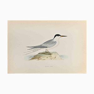 Alexander Francis Lydon, Roseate Tern, Woodcut Print, 1870-ZCI-1759126