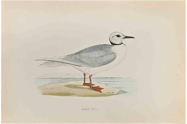 Alexander Francis Lydon, Ross's Gull, Woodcut Print, 1870-ZCI-1759170