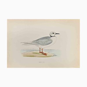 Alexander Francis Lydon, Ross's Gull, Woodcut Print, 1870-ZCI-1759170