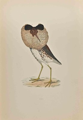 Alexander Francis Lydon, Ruff, Woodcut Print, 1870-ZCI-1403498