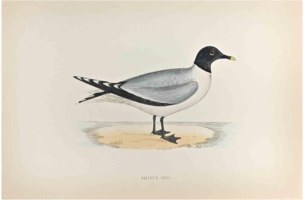 Alexander Francis Lydon, Sabine's Gull, Woodcut Print, 1870-ZCI-1759017