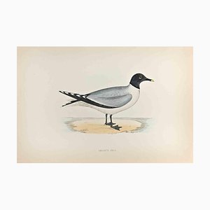 Alexander Francis Lydon, Sabine's Gull, Woodcut Print, 1870-ZCI-1759017