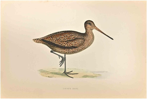 Alexander Francis Lydon, Sabine's Snipe, Woodcut Print, 1870-ZCI-1759066