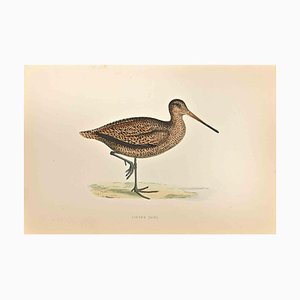 Alexander Francis Lydon, Sabine's Snipe, Woodcut Print, 1870-ZCI-1759066