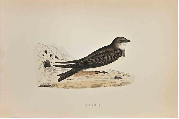 Alexander Francis Lydon, Sand Martin, Woodcut Print, 1870-ZCI-1759111