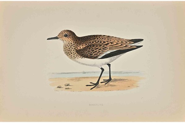 Alexander Francis Lydon, Sanderling, Woodcut Print, 1870-ZCI-1758989