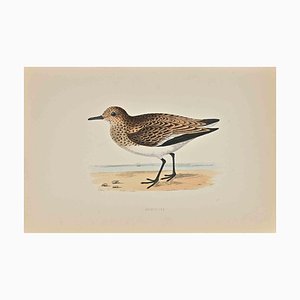 Alexander Francis Lydon, Sanderling, Woodcut Print, 1870-ZCI-1758989