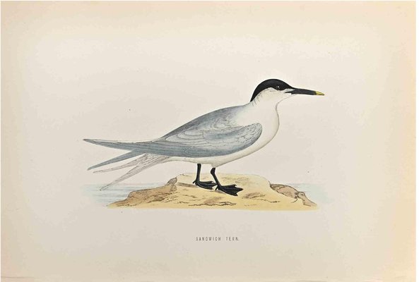 Alexander Francis Lydon, Sandwich Tern, Woodcut Print, 1870-ZCI-1759127