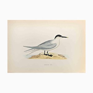 Alexander Francis Lydon, Sandwich Tern, Woodcut Print, 1870-ZCI-1759127