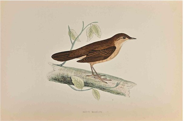 Alexander Francis Lydon, Savi's Warbler, Woodcut Print, 1870-ZCI-1758939