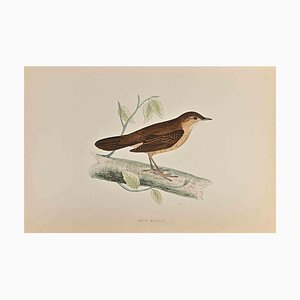 Alexander Francis Lydon, Savi's Warbler, Woodcut Print, 1870-ZCI-1758939