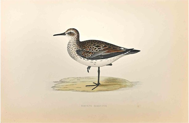 Alexander Francis Lydon, Schinz's Sandpiper, Woodcut Print, 1870-ZCI-1759067