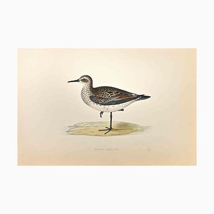 Alexander Francis Lydon, Schinz's Sandpiper, Woodcut Print, 1870-ZCI-1759067