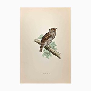 Alexander Francis Lydon, Scops-Eared Owl, Woodcut Print, 1870-ZCI-1759059