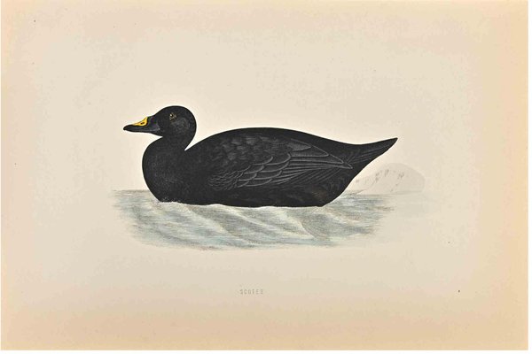 Alexander Francis Lydon, Scoter, Woodcut Print, 1870-ZCI-1759102