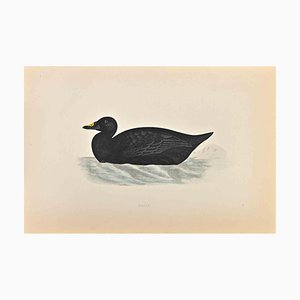 Alexander Francis Lydon, Scoter, Woodcut Print, 1870-ZCI-1759102