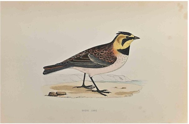 Alexander Francis Lydon, Shore Lark, Woodcut Print, 1870-ZCI-1759123