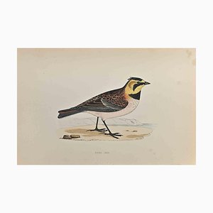 Alexander Francis Lydon, Shore Lark, Woodcut Print, 1870-ZCI-1759123