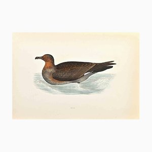 Alexander Francis Lydon, Skua, Woodcut Print, 1870-ZCI-1759099