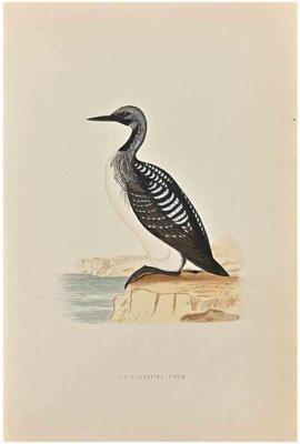 Alexander Francis Lydon, Slack-Throated Diver, Woodcut Print, 1870-ZCI-1758975