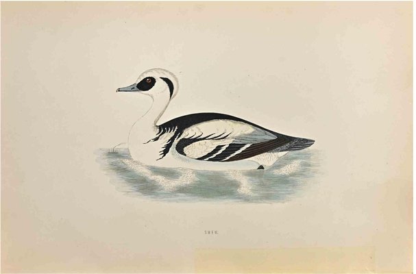 Alexander Francis Lydon, Smew, Woodcut Print, 1870-ZCI-1758943